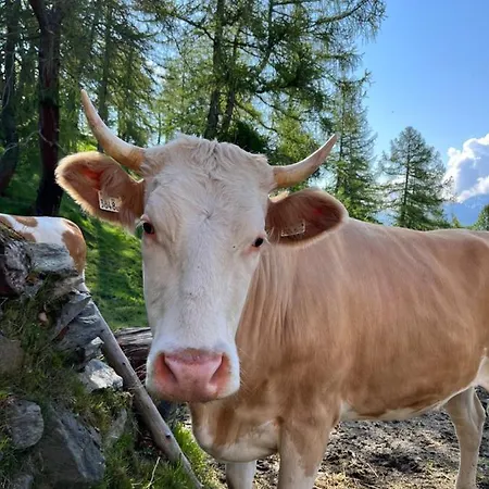 Vakantieboerderij Angstingerhof - Familie Islitzer *